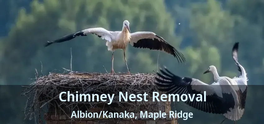 Chimney Nest Removal Albion/Kanaka, Maple Ridge - BC